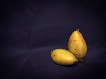 Raw Mango in indian village farm image raw mango imageの写真素材