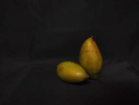 Raw mango in indian village farm image raw mango imageの写真素材