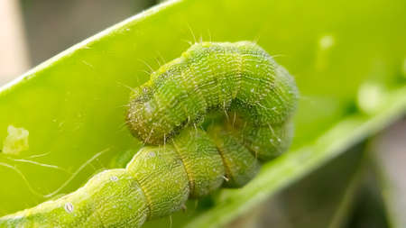 Helicoverpa zea on leaf in indian village image Corn earworm Insects image