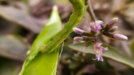 Helicoverpa zea on leaf in indian village image Corn earworm Insects image