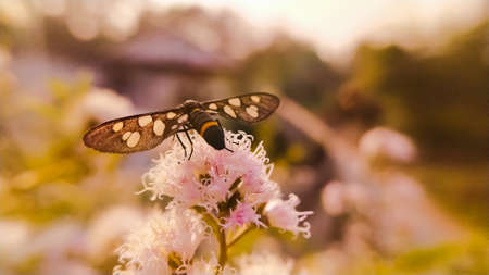 Nine-spotted moth Insects on leaf in indian village garden image