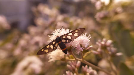 Nine-spotted moth Insects on leaf in indian village garden image