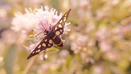 Nine-spotted moth Insects on leaf in indian village garden image
