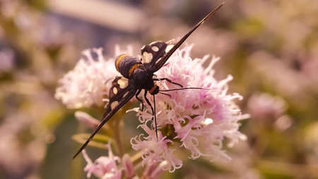 Nine-spotted moth Insects on leaf in indian village garden imageの写真素材