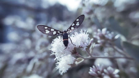 Nine-spotted moth Insects on leaf in indian village garden imageの写真素材