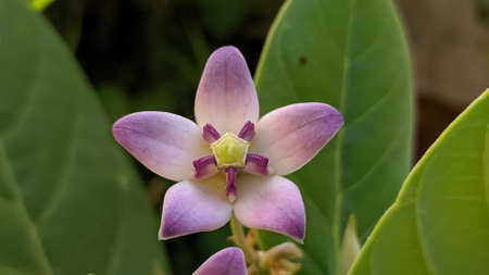 Giant calotrope plant, Calotropis gigantea, the crown flower in india
