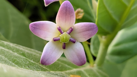 Giant calotrope plant, Calotropis gigantea, the crown flower in indiaの写真素材