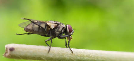 housefly on green leaves plant in india village garden imageの写真素材