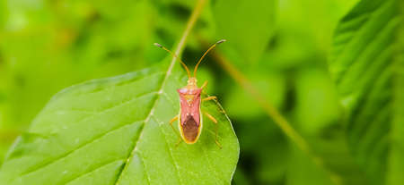 Gonocerus acuteangulatus on leaf in india village garden image  Gonocerus acuteangulatus image
