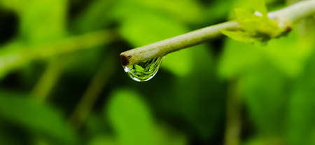 rain water dropping on leaf garden rain water dropping in india village garden imageの写真素材