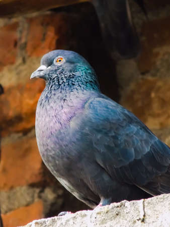 home pigeon Bird image in india, Indian village home pigeon bird image gray color birdの写真素材