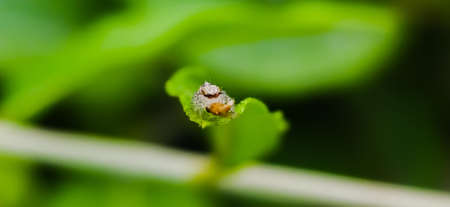 Hentzia
Spider spider on leaf image in indian village garden hentzia spider imageの写真素材