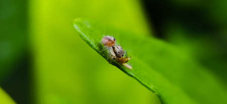 Hentzia
Spider spider on leaf image in indian village garden hentzia spider imageの写真素材