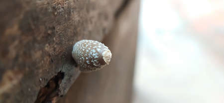 Coprinopsis picacea Fungus image in india village image