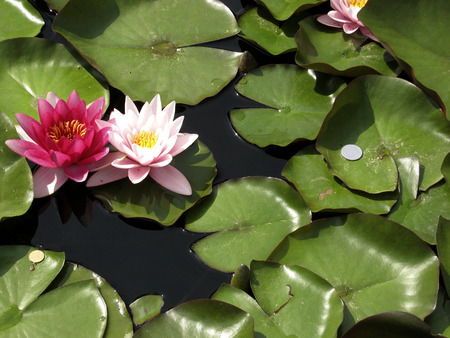 water liliesの写真素材