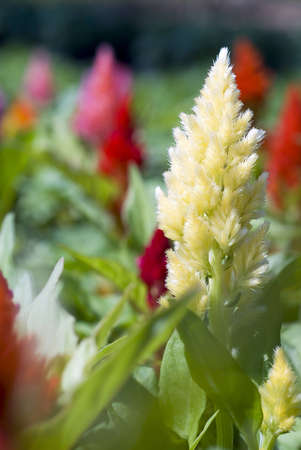 Colorful Celosia Argentea garden, Feather celosia,Burnt plume,Plume celosia,Ceolosia crisstata.,Ktze.,AMARANTHACEAEの写真素材