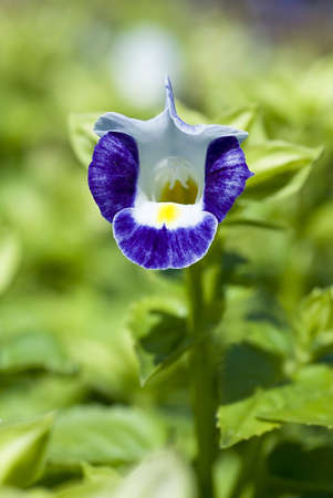 Bluewings,Wishbone Flower,Torenia fournieri Linden ex Fourn,SCROPHULARIACEAEの写真素材