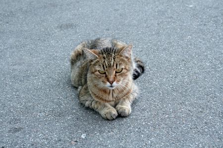 The cat sits on the groundの写真素材