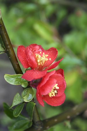 red flowersの写真素材