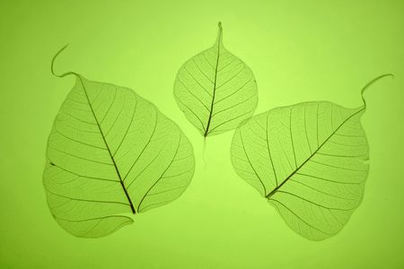 Grean leaves texture, ornate organic backgroundの写真素材