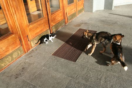 Cat ang dogの写真素材