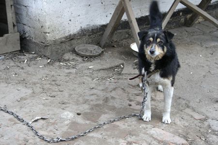 dogの写真素材