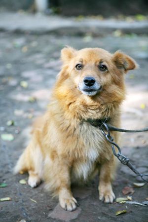 pet dogの写真素材