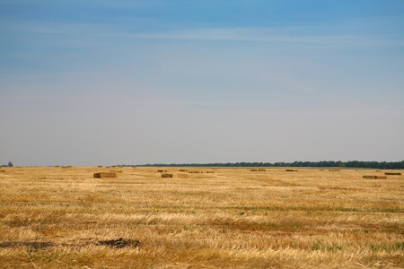 golden field with hay rollsの写真素材
