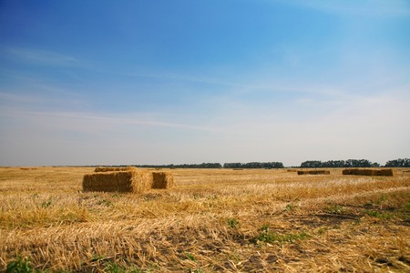 golden field with hay rollsの写真素材