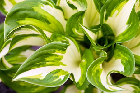 fresh green grassの写真素材