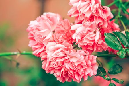 Pink flowersの写真素材