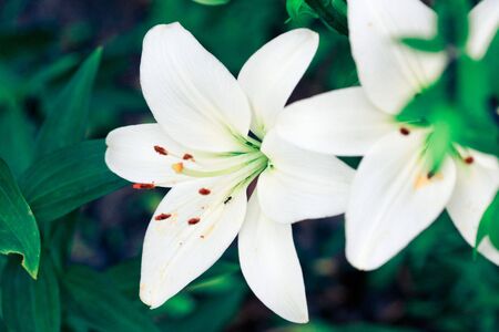 White Liliesの写真素材