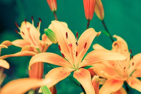 Liliesの写真素材