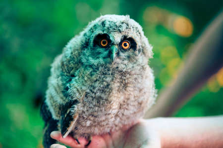 little owlの写真素材