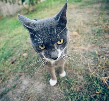 interesting catの写真素材