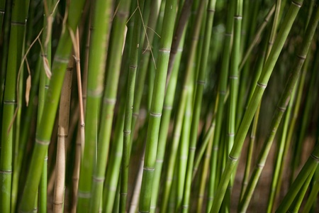 Green bamboo backgroundの写真素材