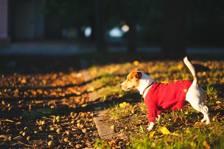 Dog on the street. Autumn, Jack Russell Terrierの写真素材
