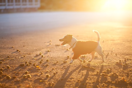 Dog on the street. Autumn, Jack Russell Terrierの写真素材