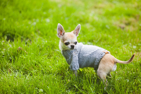 Dog on the street. Autumn, Toy Terrierの写真素材