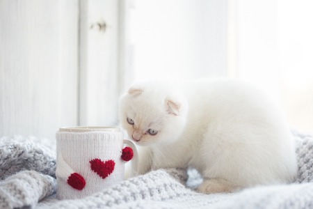 Valentine theme white kittenの写真素材