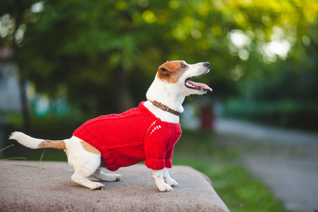 Dog on the streetの写真素材
