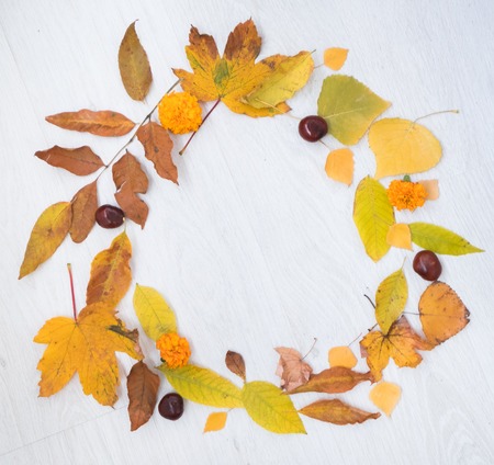 Autumn composition. autumn leaves on white background.の写真素材