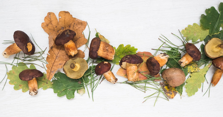 Fresh mixed forest mushrooms on the white backgroundの写真素材