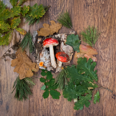 Forest mushrooms on the wooden backgroundの写真素材