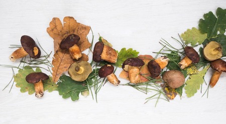 Fresh mixed forest mushrooms on the white backgroundの写真素材