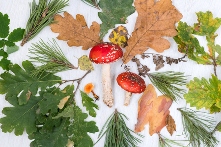 Forest mushrooms on the wooden backgroundの写真素材