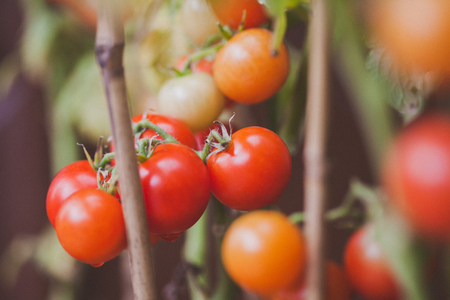 The growth of tomato plants inside the greenhouseの写真素材