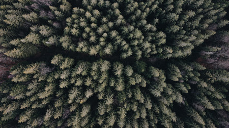 Aerial top view forest treeの写真素材