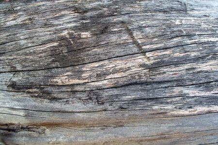 Gray tree trunk closeup backgroundの写真素材