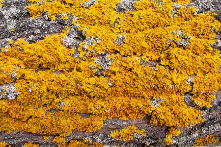 Background of tree bark with yellow fungusの写真素材